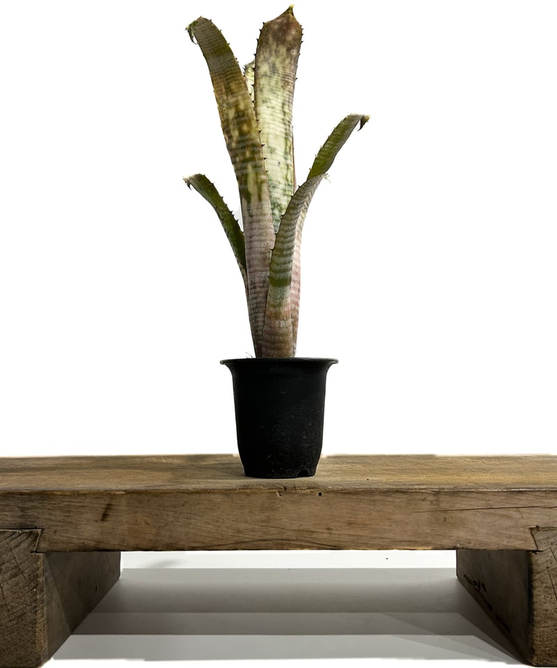 ビルベルギア パイプライン「Billbergia Pipeline」11/25 | SHOUC