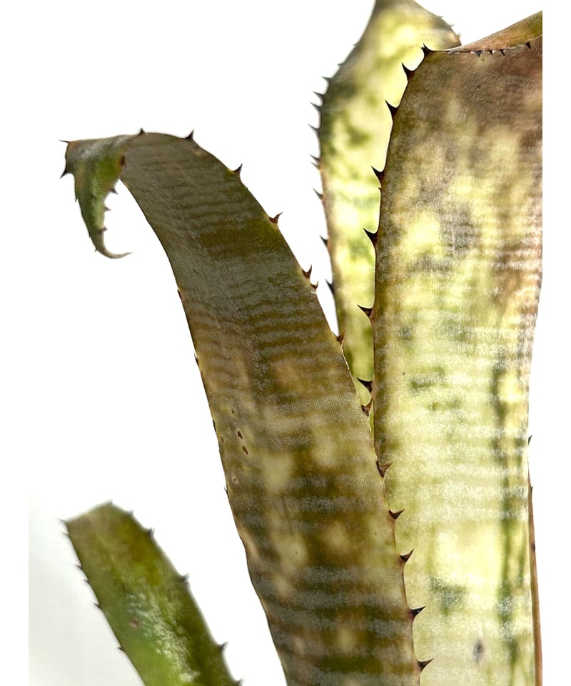 ビルベルギア パイプライン「Billbergia Pipeline」11/25 | SHOUC