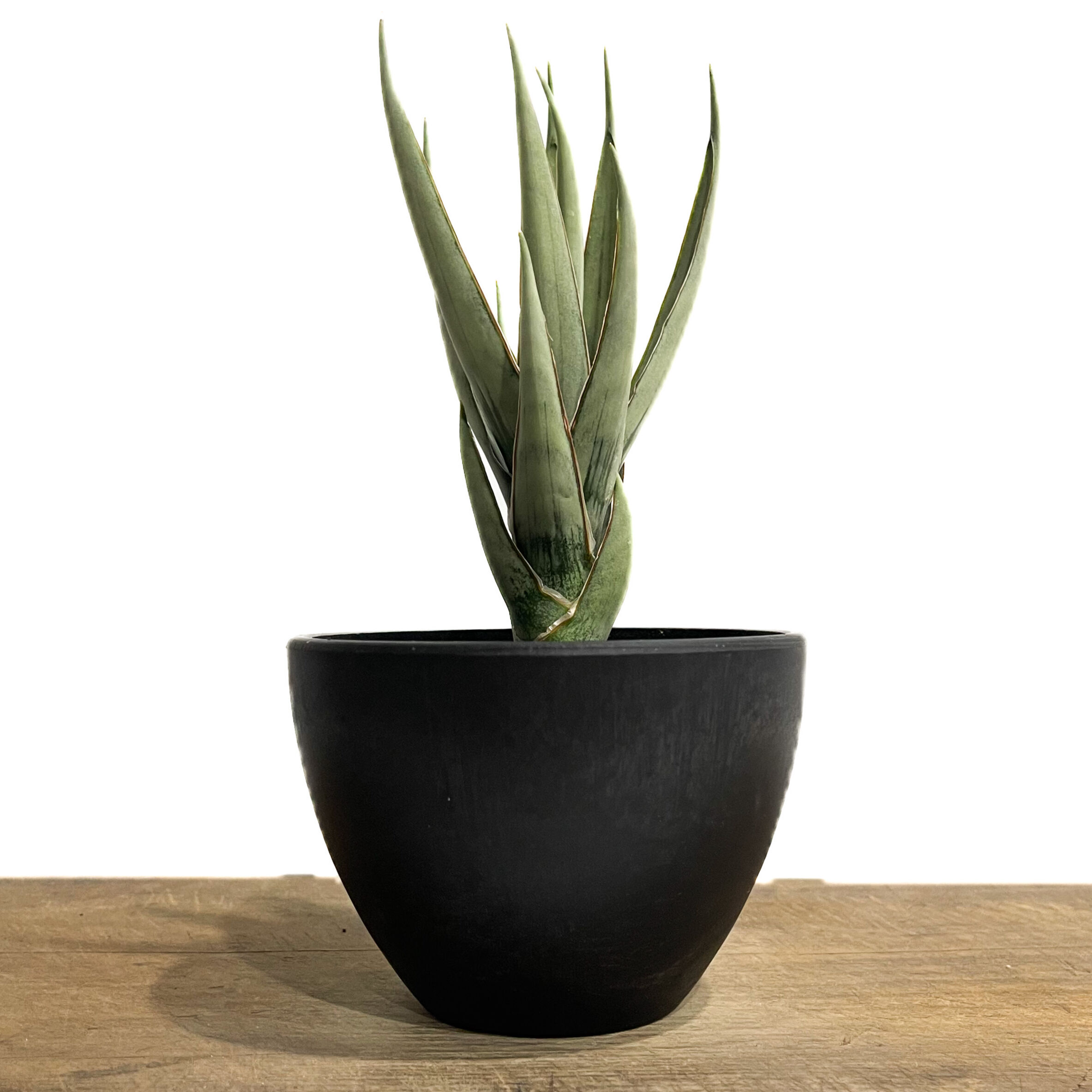 サンセベリア ヘルファイア「Sansevieria Hellfire」13F-1 | SHOU