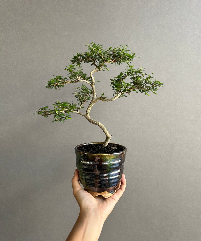 うち” 盆栽 + YON-HACHI (Masaki Tomabechi) 「“UCHI”