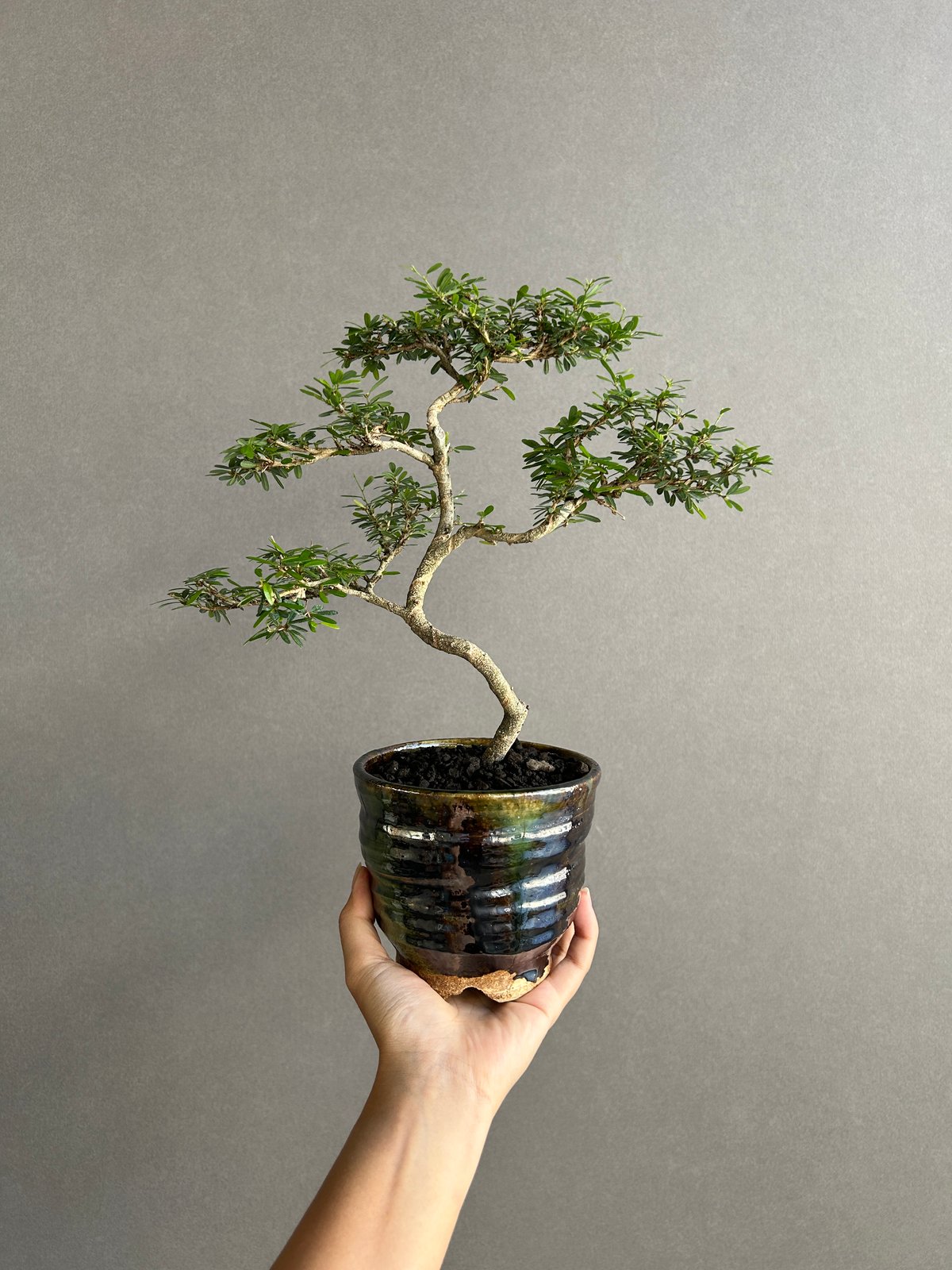 うち” 盆栽 + YON-HACHI (Masaki Tomabechi) 「“UCHI”