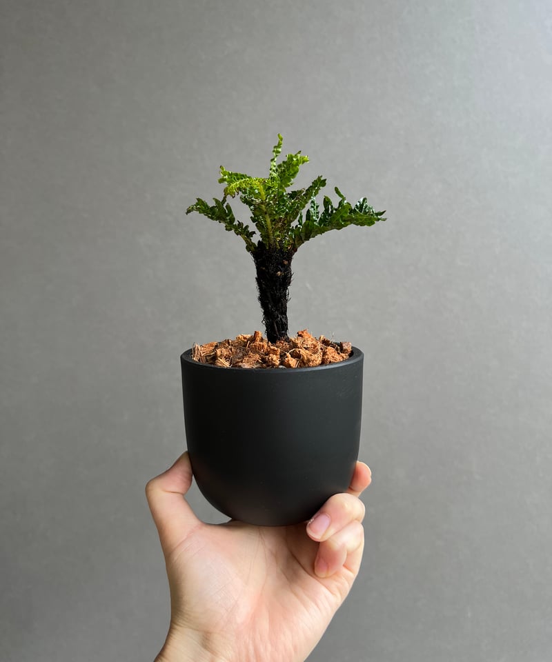 ブレクナム ギッバム ドワーフ 「Blechnum gibbum Dwarf 」24E