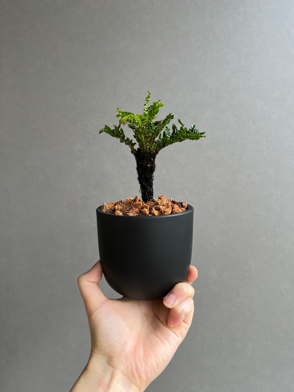 vandakaplants スパーバムドワーフ vandakaplants スパーバムドワーフ