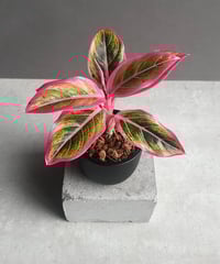 ドラセナ キュンティー「Dracaena concinne tricolor Kuhnty」9