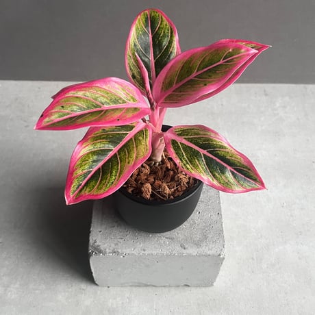 [いちごタグ付き]アグラオネマピクタム スタープラチナ いちごタグ付き] アグラオネマ ピクタム スタープラチナ