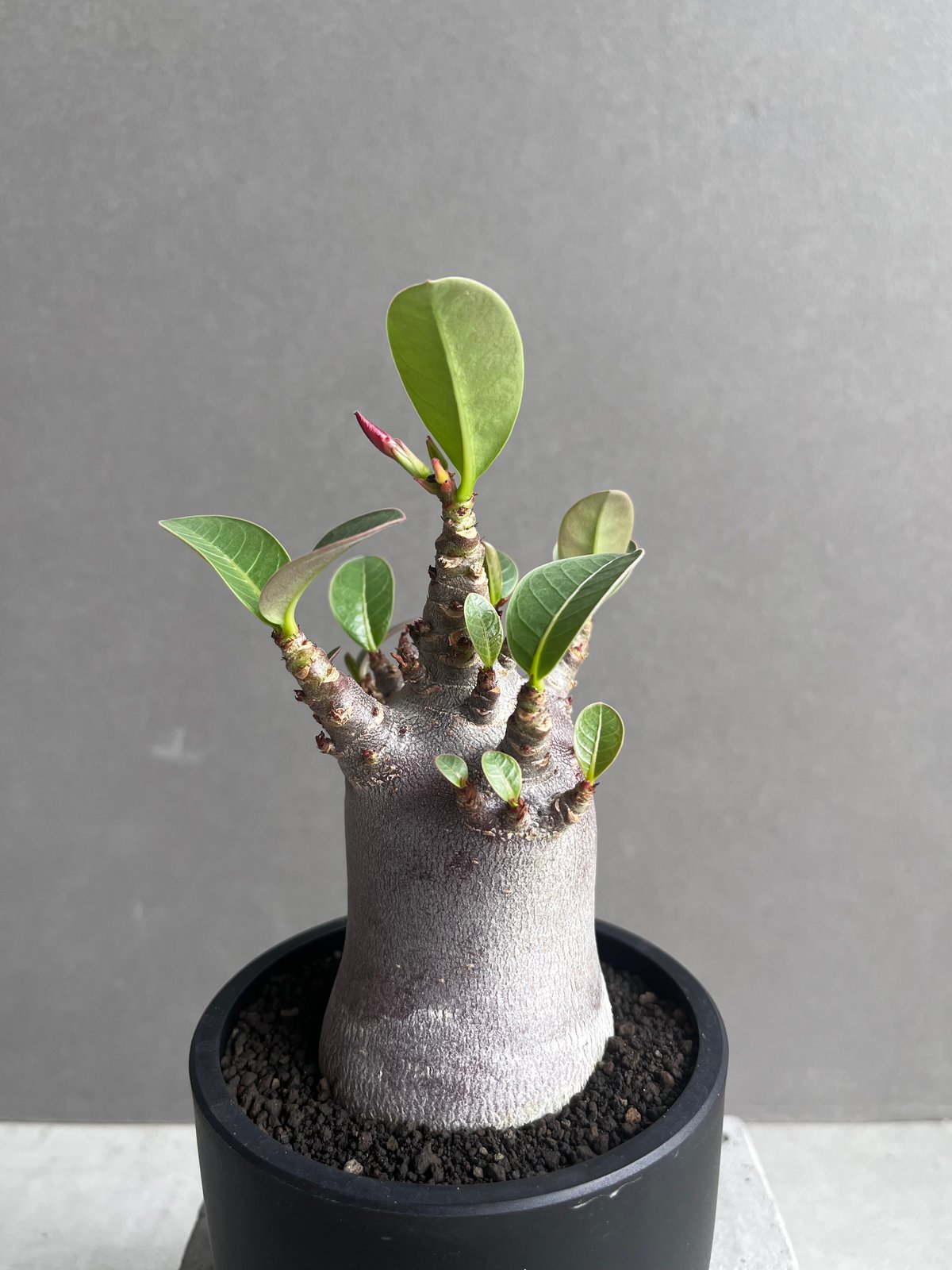 アデニウム アラビカム スーパー ドワーフ “ブラック” 「Adenium