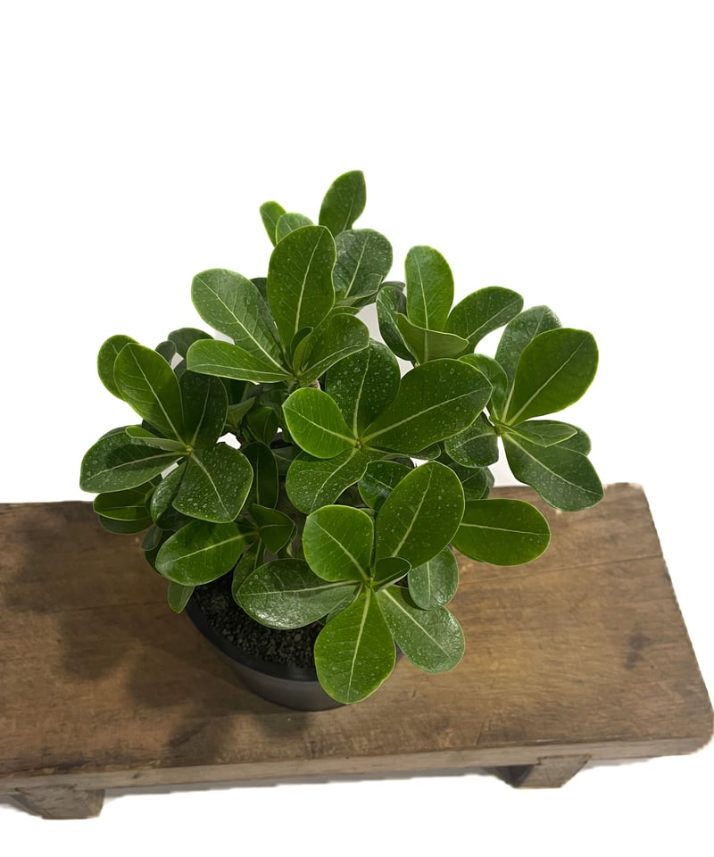 アデニウム アラビカム ドワーフ タイプ「Adenium arabicum dwarf ty
