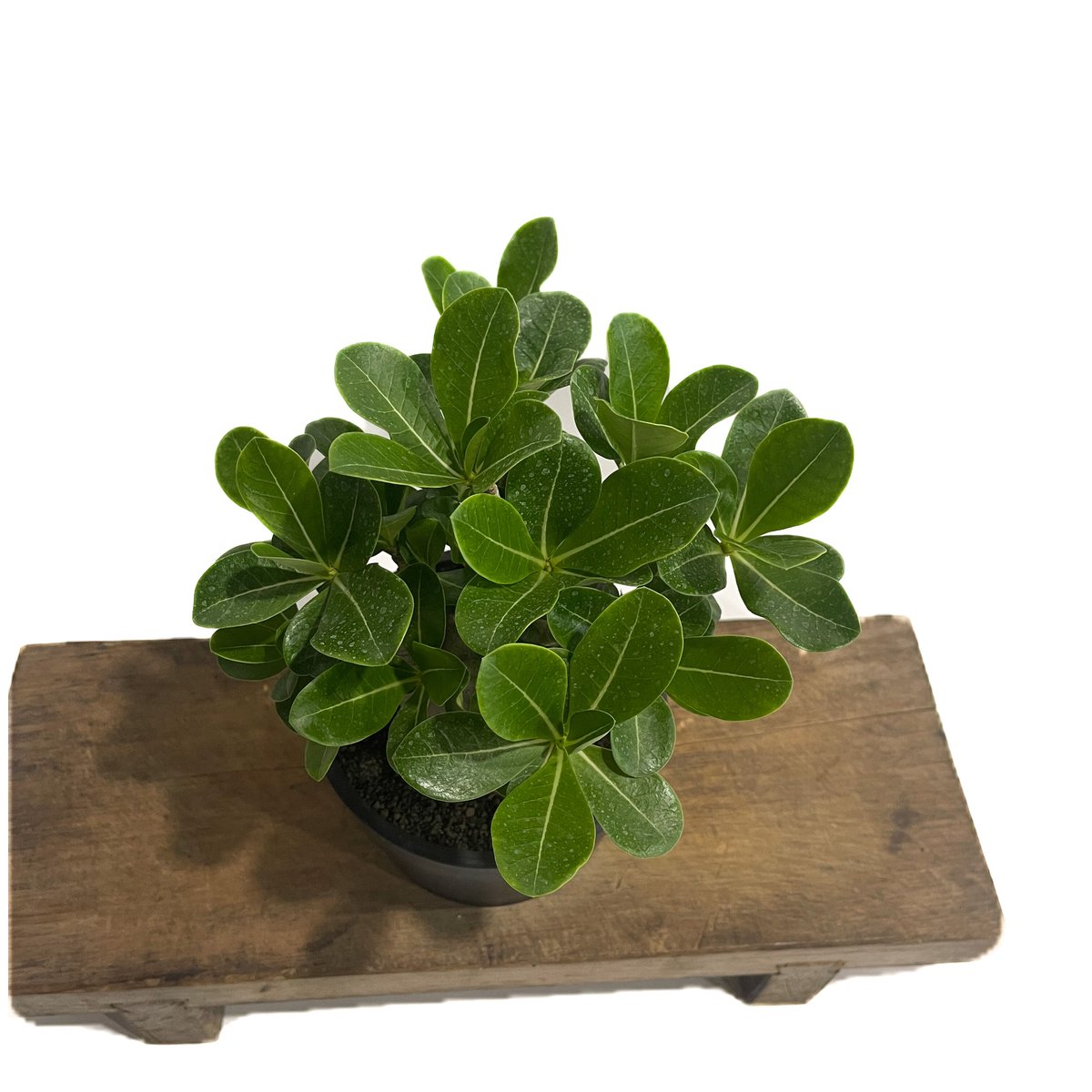 アデニウム アラビカム ドワーフ タイプ「Adenium arabicum dwarf ty
