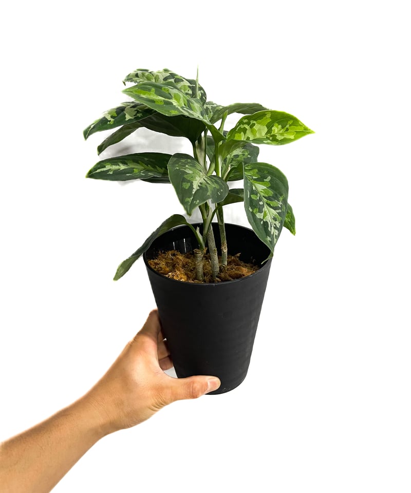 アグラオネマ ピクタム トリカラー「Aglaonema pictum tricolor アグラオネマ ピクタム トリカラー「Aglaonema pictum tricolor
