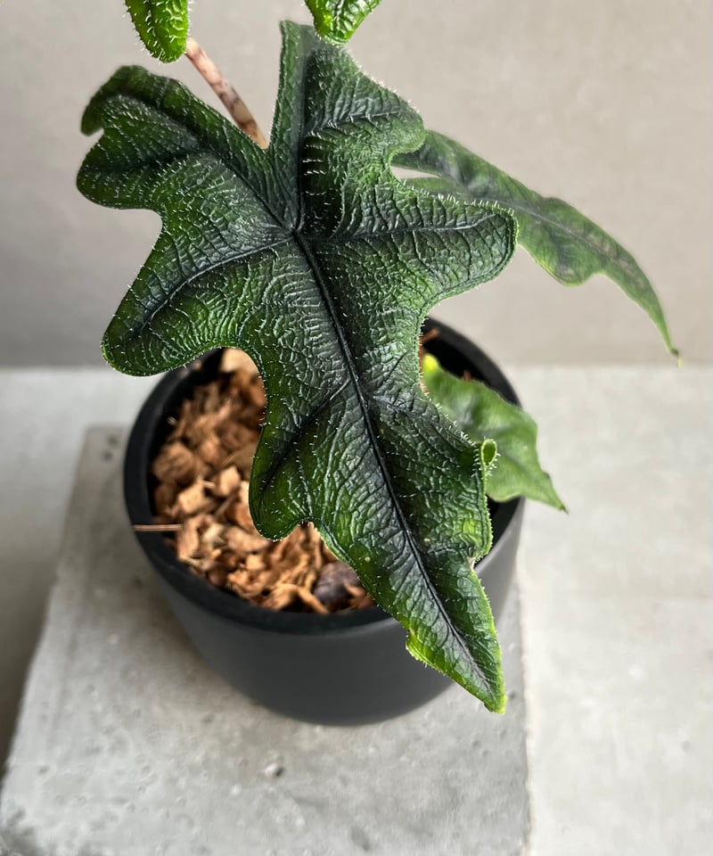 アロカシア ジャックリン「Alocasia Jacklyn」94N | SHOUCHIKUEN