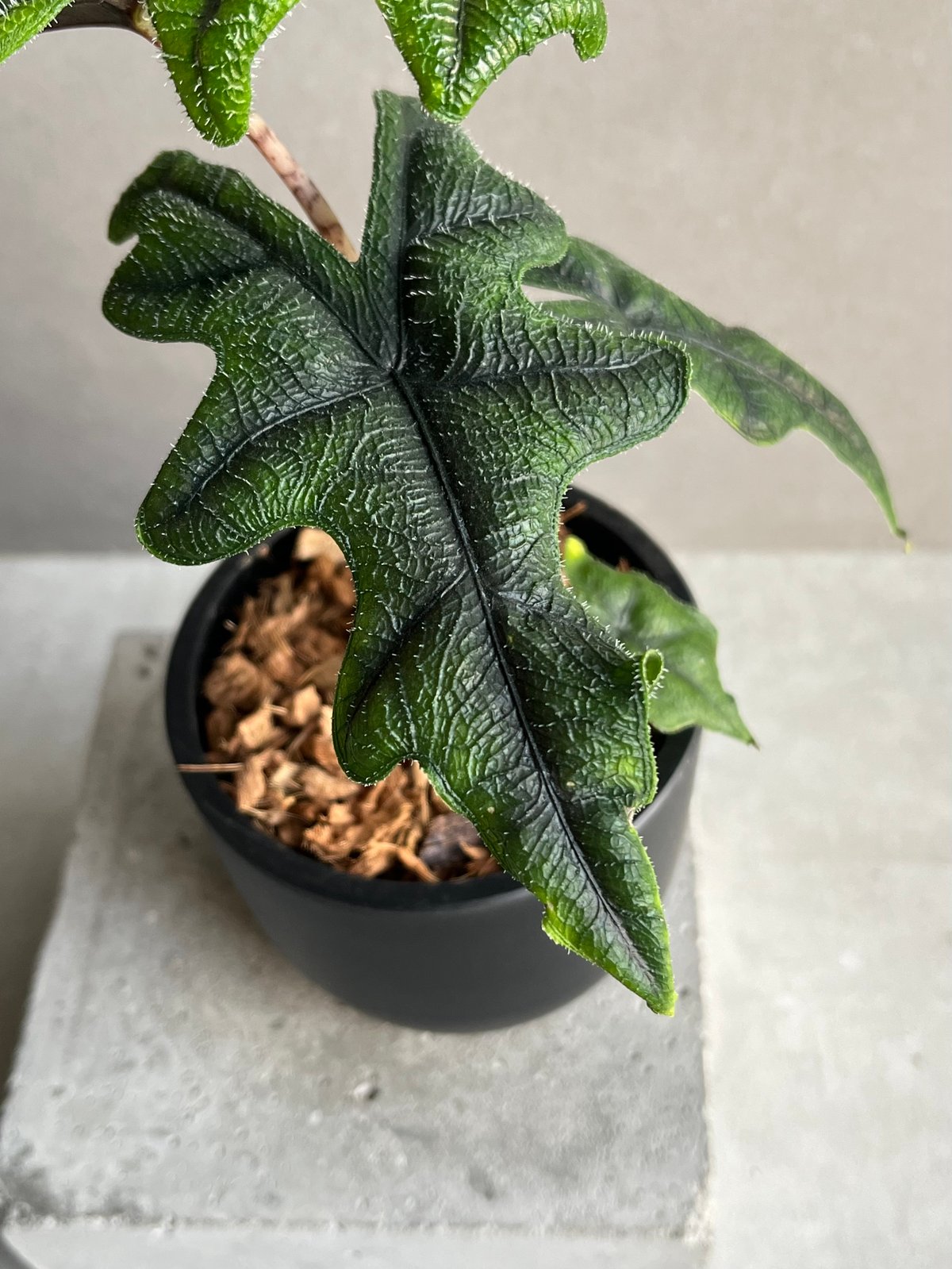 アロカシア ジャックリン「Alocasia Jacklyn」94N | SHOUCHIKUEN