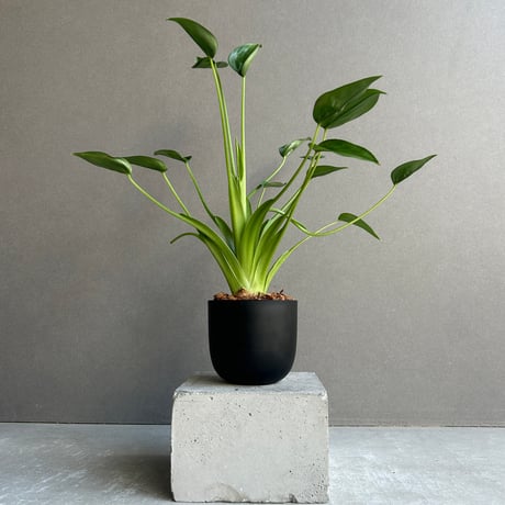 アロカシア | STORES