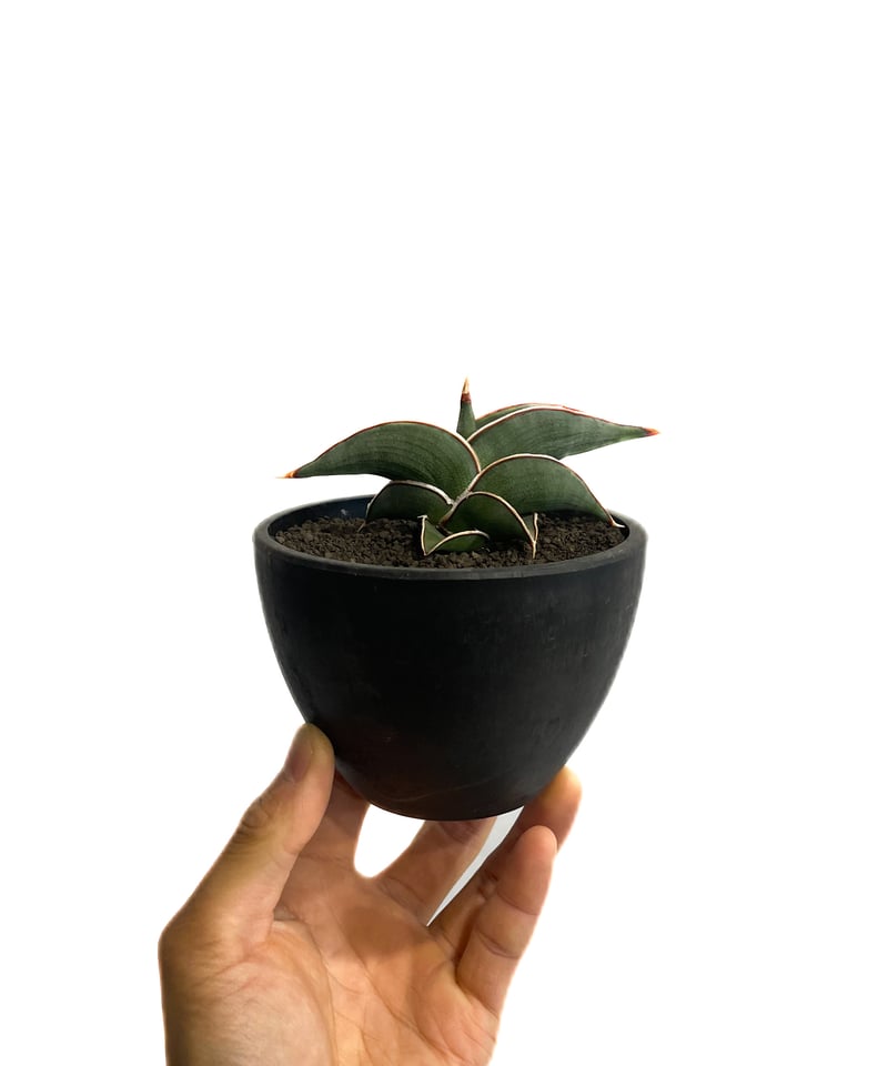 サンセベリア ロリダ 「Sansevieria rorida」5H-1 | SHOUCHIKUEN