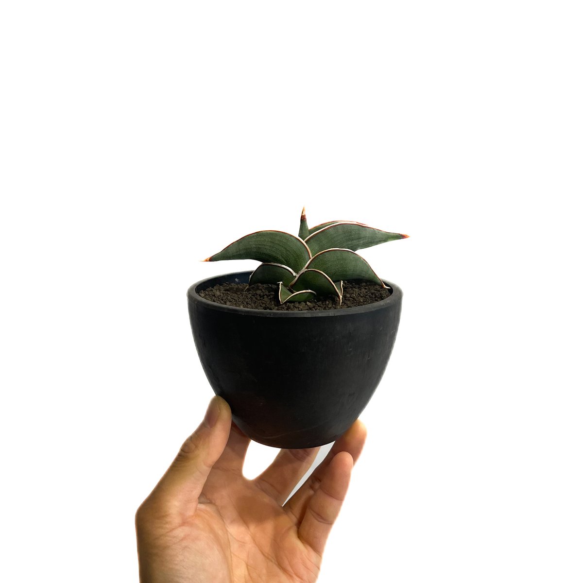 サンセベリア ロリダ 「Sansevieria rorida」5H-1 | SHOUCHIKUEN