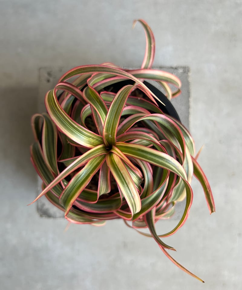 スプモーニさま専用　ドラセナ　キュンティ ドラセナ キュンティ Dracaena marginata cv.'Kuhnty' - Special