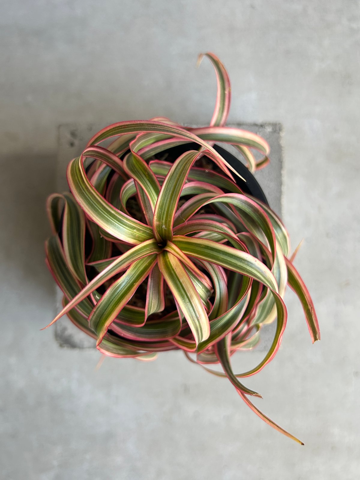 ドラセナ キュンティ「Dracaena concinne Kuhnty 」81J | SHOU