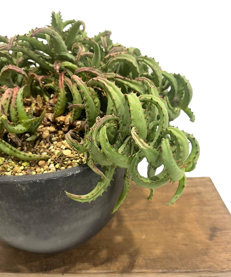 アロエ カスティロニアエ 「Aloe castilloniae」90T | SHOUCHIKUEN