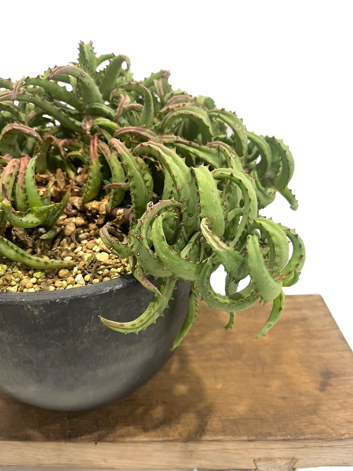 アロエ カスティロニアエ 「Aloe castilloniae」90T | SHOUCHIKUEN