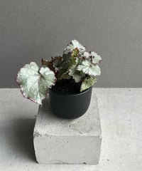 サンセベリア ノック ユン「Sansevieria Nok Yung」60I | SHOUCH