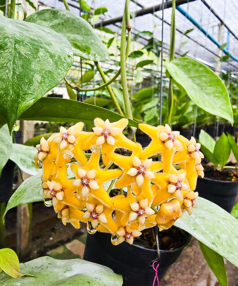 専用 ＊ ホヤ ＊ Hoya ＊ ラティシルバー ＊2株 現品販売】ホヤ プビカリクス シルバーゴースト Hoya Pubicalyx