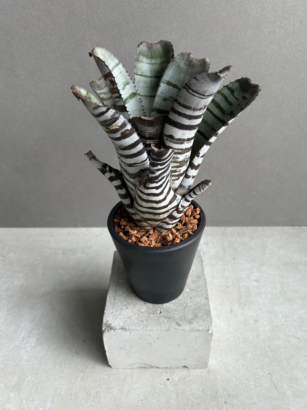 エクメア　チャンティーニ　ブラックセレクトA1 エクメア チャンティニー ブラック セレクト 「Aechmea chantinii Black