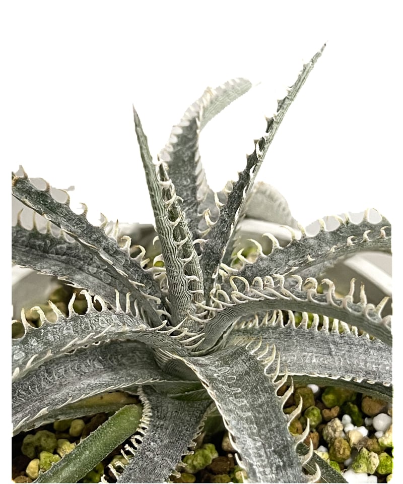 ディッキア ナガス「Dyckia Nagas」10E-2 | SHOUCHIKUEN ディッキア ナガス「Dyckia Nagas」10E-2 | SHOUCHIKUEN