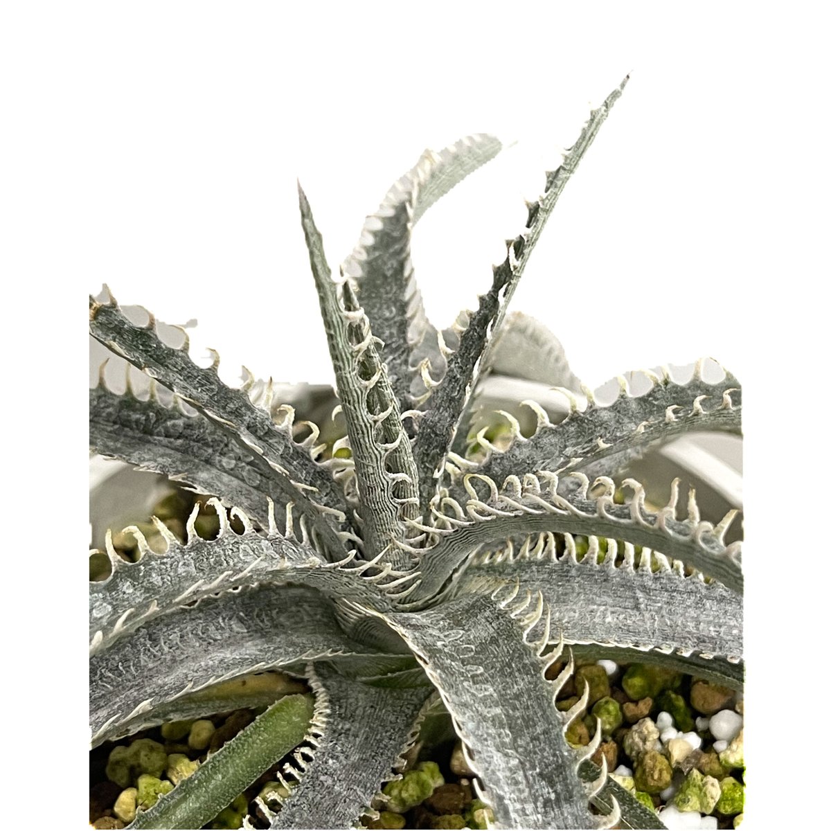 ディッキア ナガス「Dyckia Nagas」10E-2 | SHOUCHIKUEN