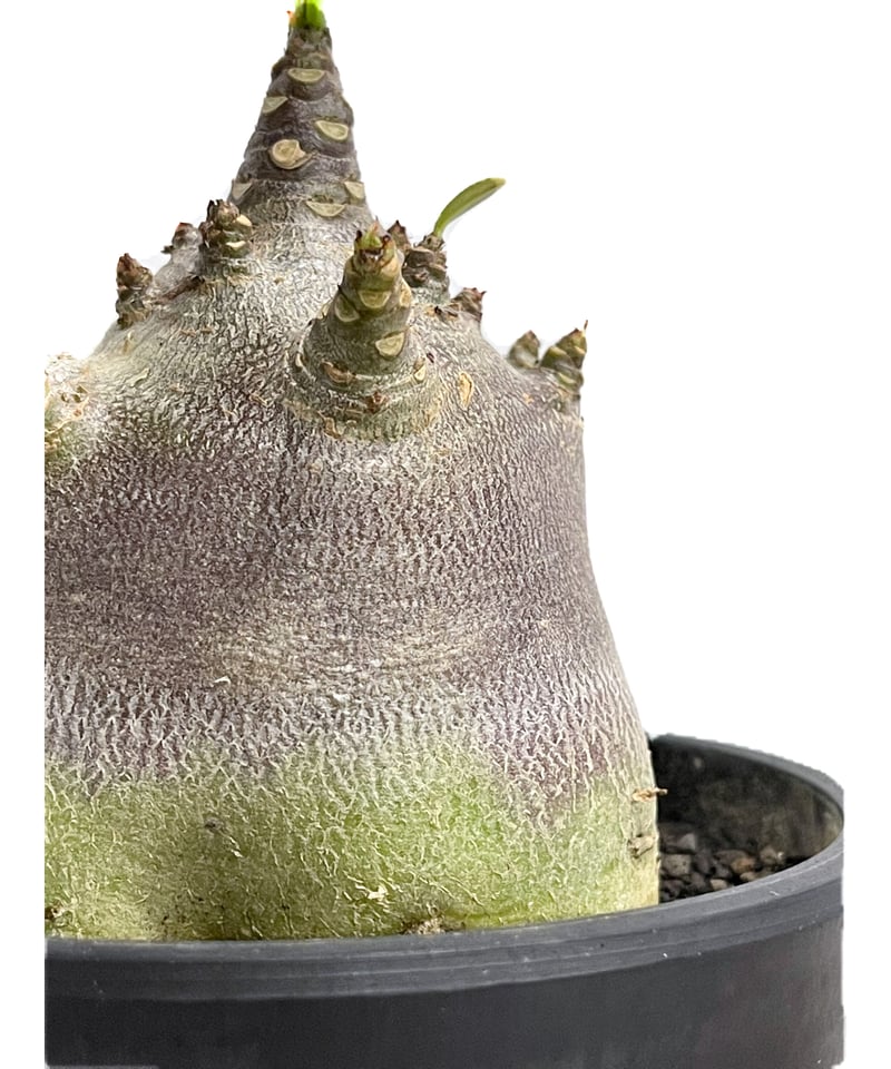 アデニウム アラビカムドワーフ タイプ “ブラック”「Adenium arabicum