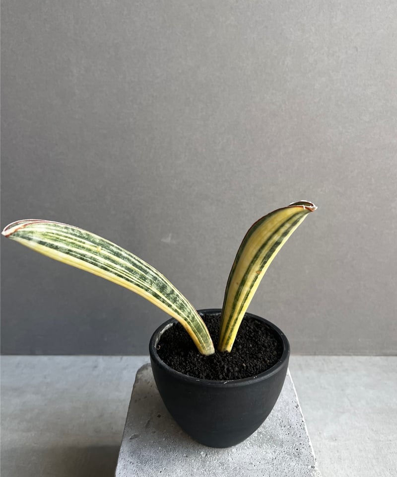 サンセベリア ハリー ベースボールバット 斑入 「Sansevieria hallii サンセベリア ハリー ベースボールバット 斑入 「Sansevieria hallii