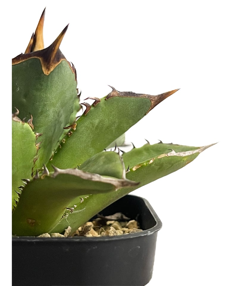 アガベ アガベ・チタノタ LQH_土（芽）007｜agave titanota saturn | Pl