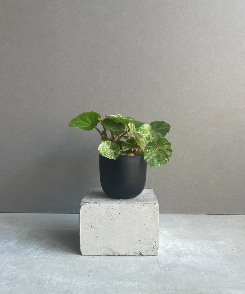 ベゴニアルージュ 斑入 「Begonia “Rouge”. Variegated」33N |