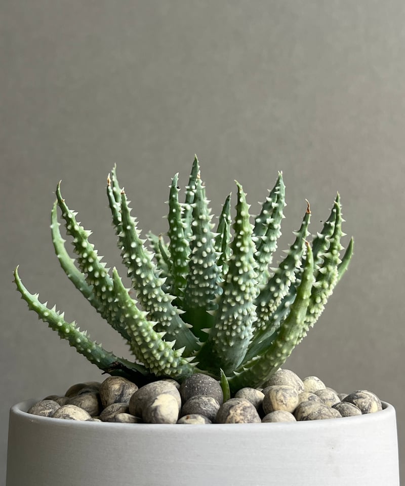 アロエ フミリス+ Sanna Low Pot 「Aloe humilis」18N | SHO