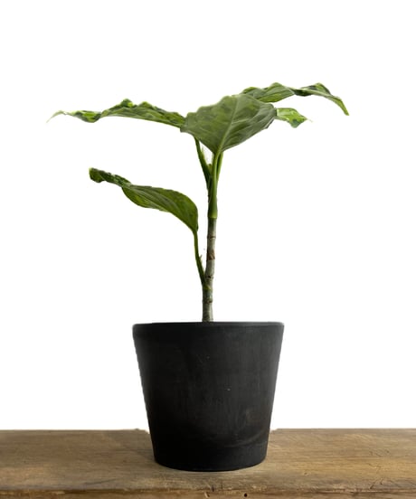 アグラオネマ ピクタム トリカラー「Aglaonema pictum tricolor」1/12