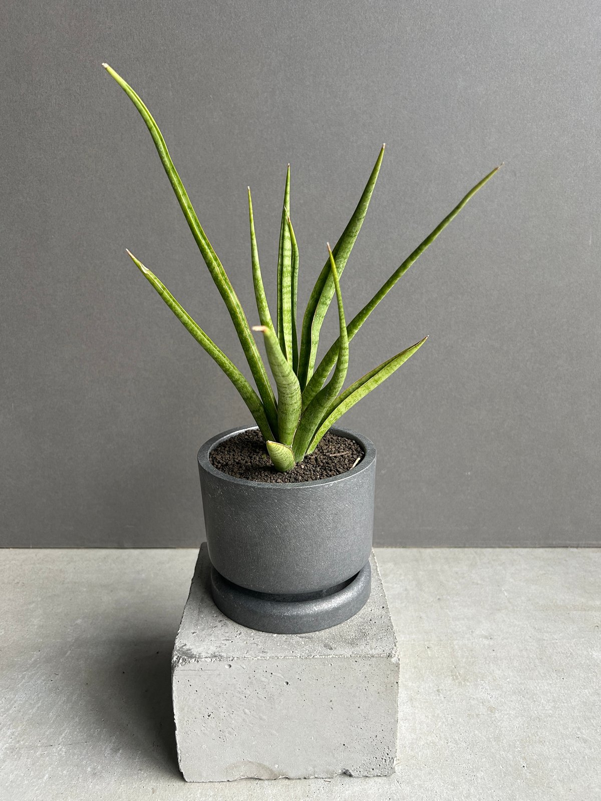サンセベリア コヨーテ+STAND BY ME POT 「Sansevieria Coyote