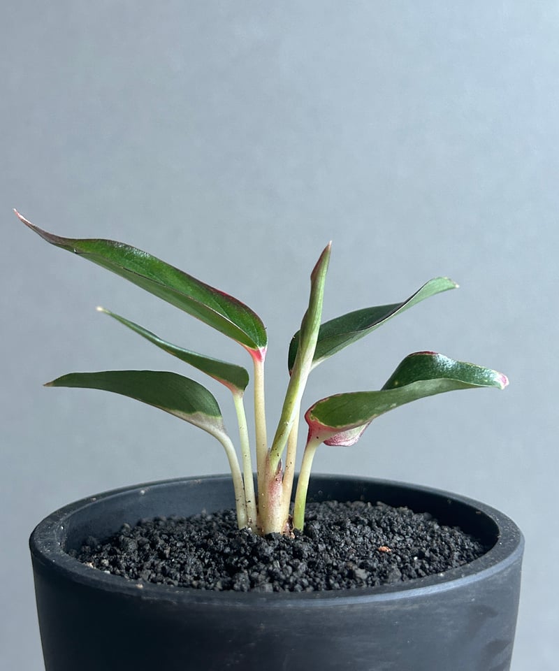 アグラオネマ レッドサンダー 「Aglaonema Red Thunder」96J