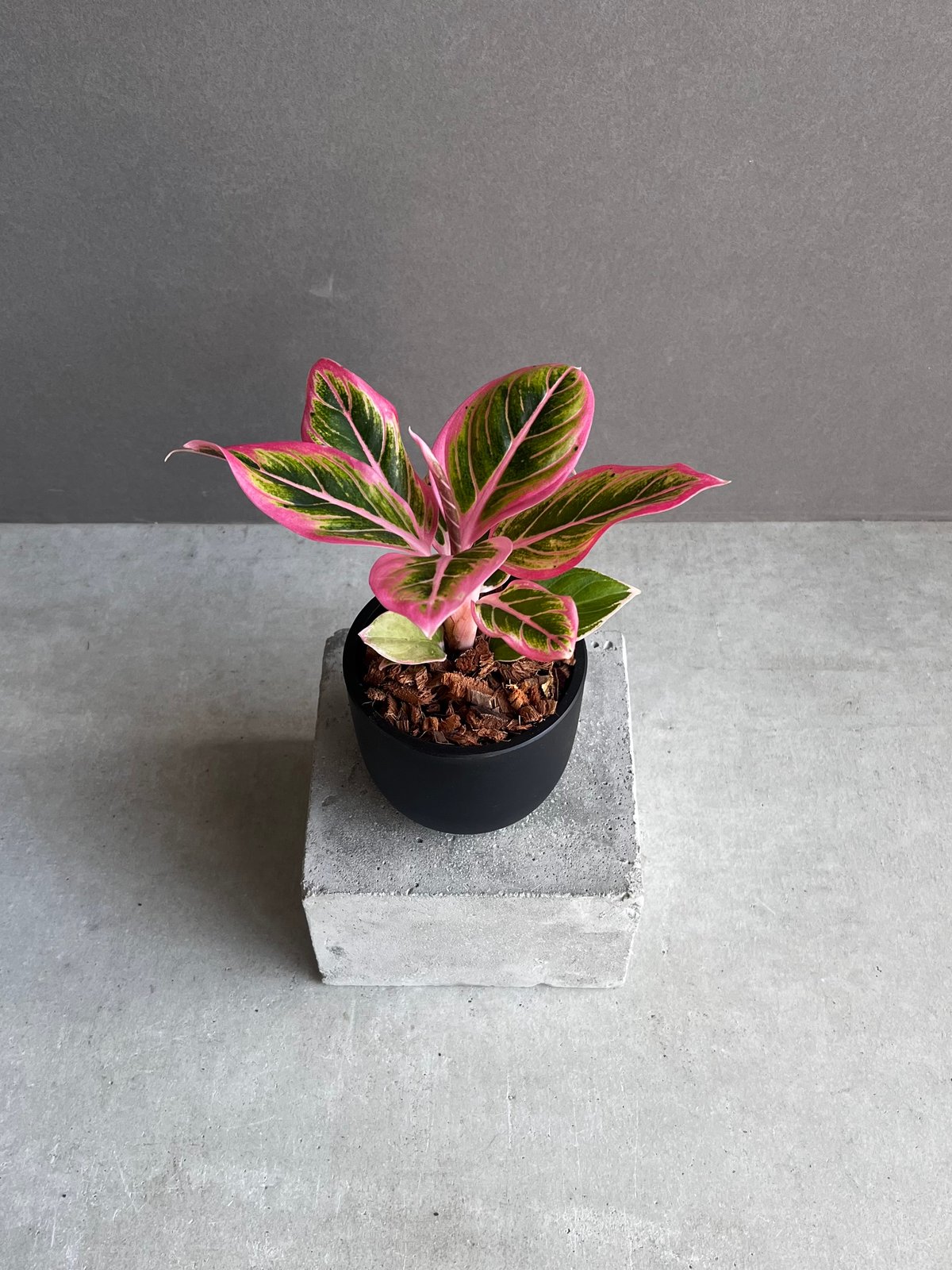 アグラオネマ ロータス デライト 「Aglaonema Lotus Delight