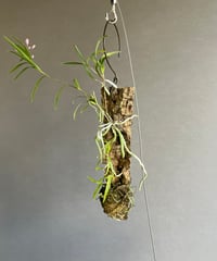 ホヤ Lyi ノイド 「Hoya Lyi noid」88G | SHOUCHIKUEN