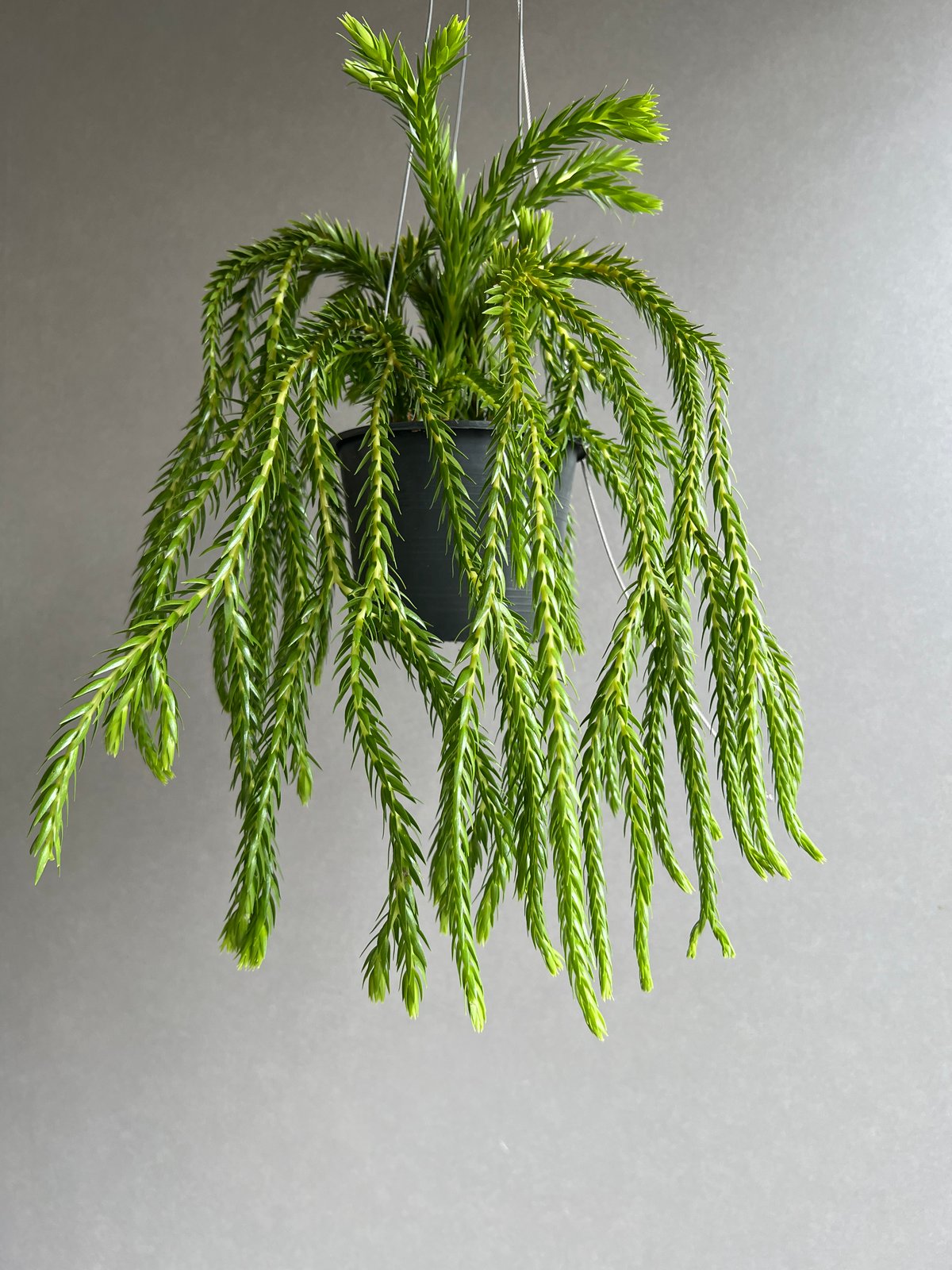 フペルジア フレグマリア 「Huperzia phlegmaria」77D | SHOUCHI