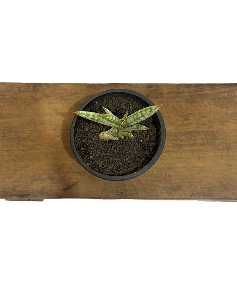 サンセベリア lav.1970 白斑入 「Sansevieria lav. 1970 Whit