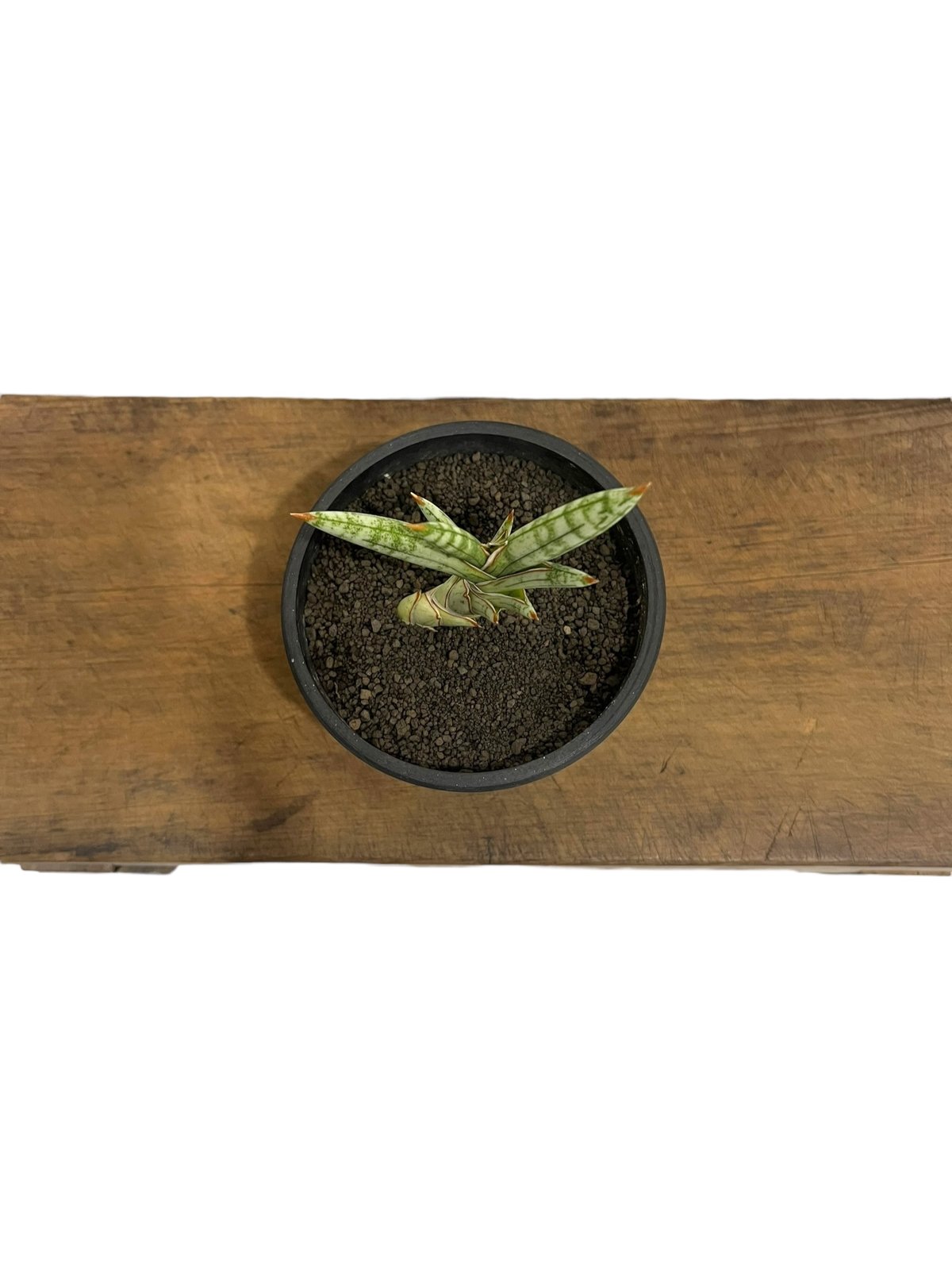 サンセベリア lav.1970 白斑入 「Sansevieria lav. 1970 Whit