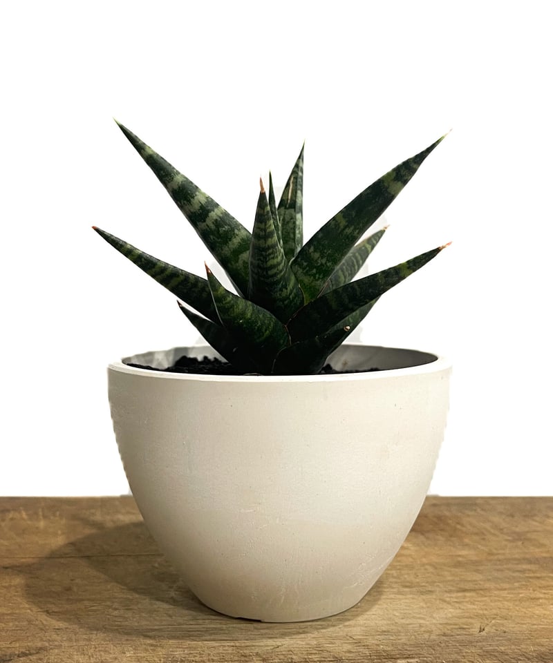 サンセベリア ブラック ダイヤモンド「Sansevieria Black Diamond」15