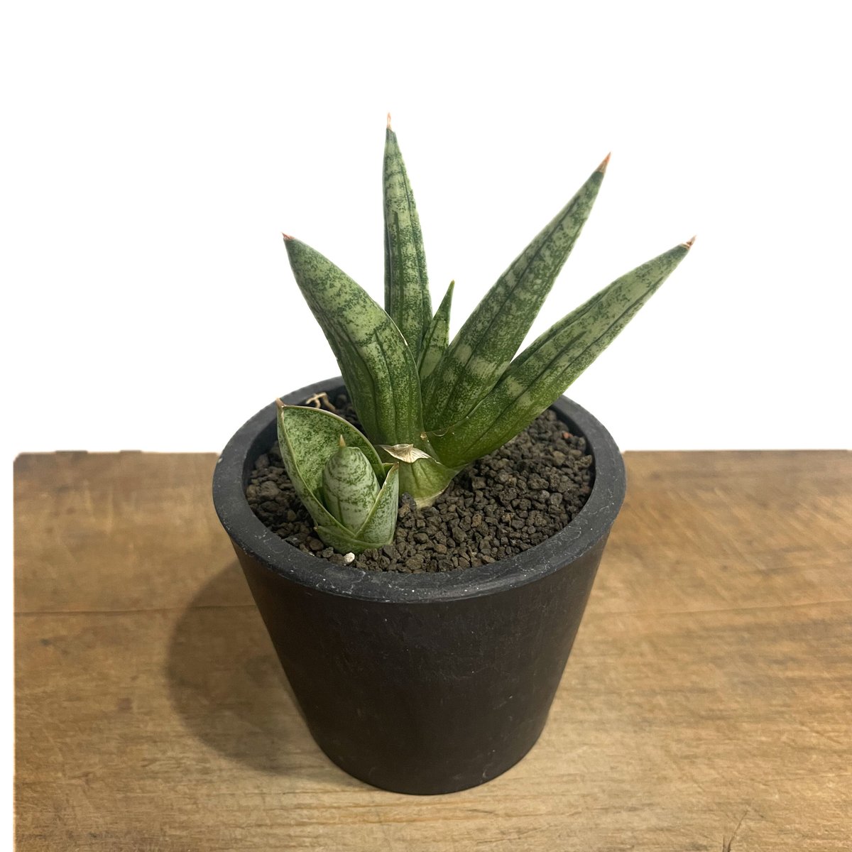 サンセベリア　Calypso サンスベリア　Sansevieria 観葉植物 サンスベリア サンセベリア トリファスキアタ ローレン