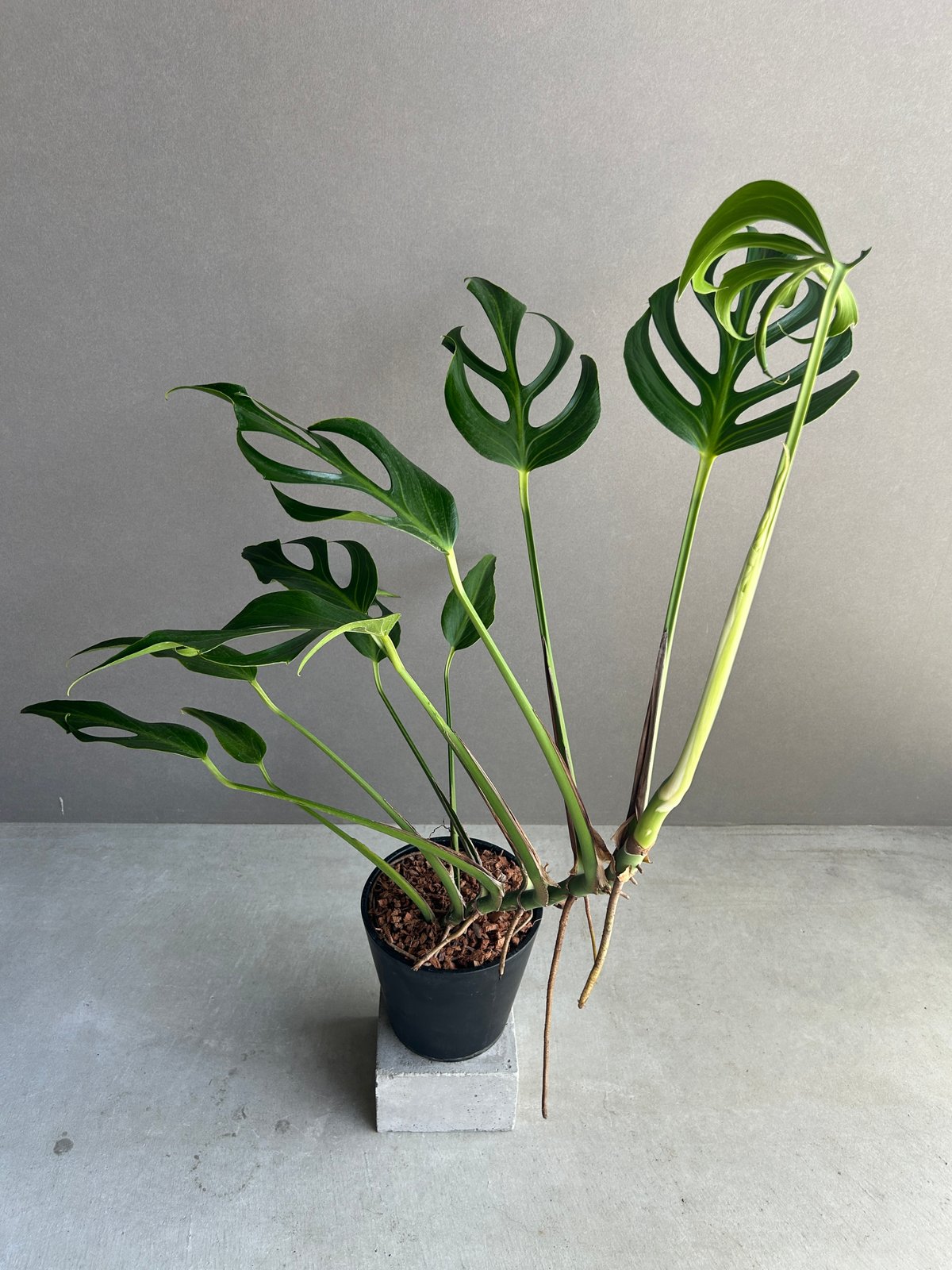 モンステラ バールマルクスフレーム 「Monstera burle marx's