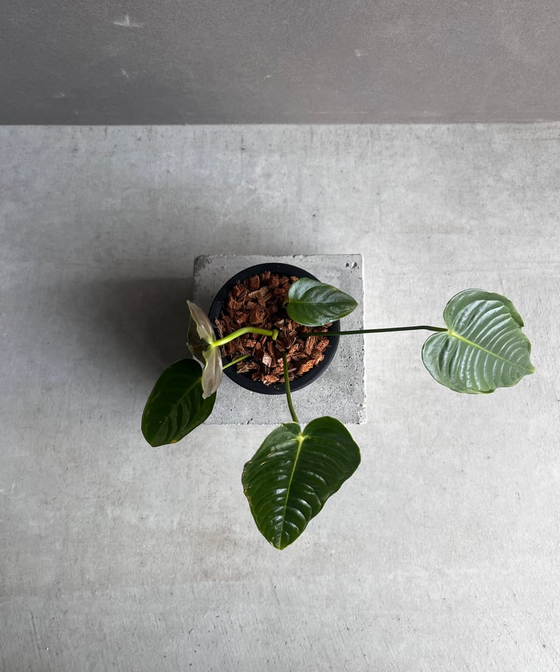 南米輸入株　ベイチー　アンスリウム　Anthurium veitchii アンスリウム ベイチー 「Anthurium veitchii」74F | SHOUCHIKUEN