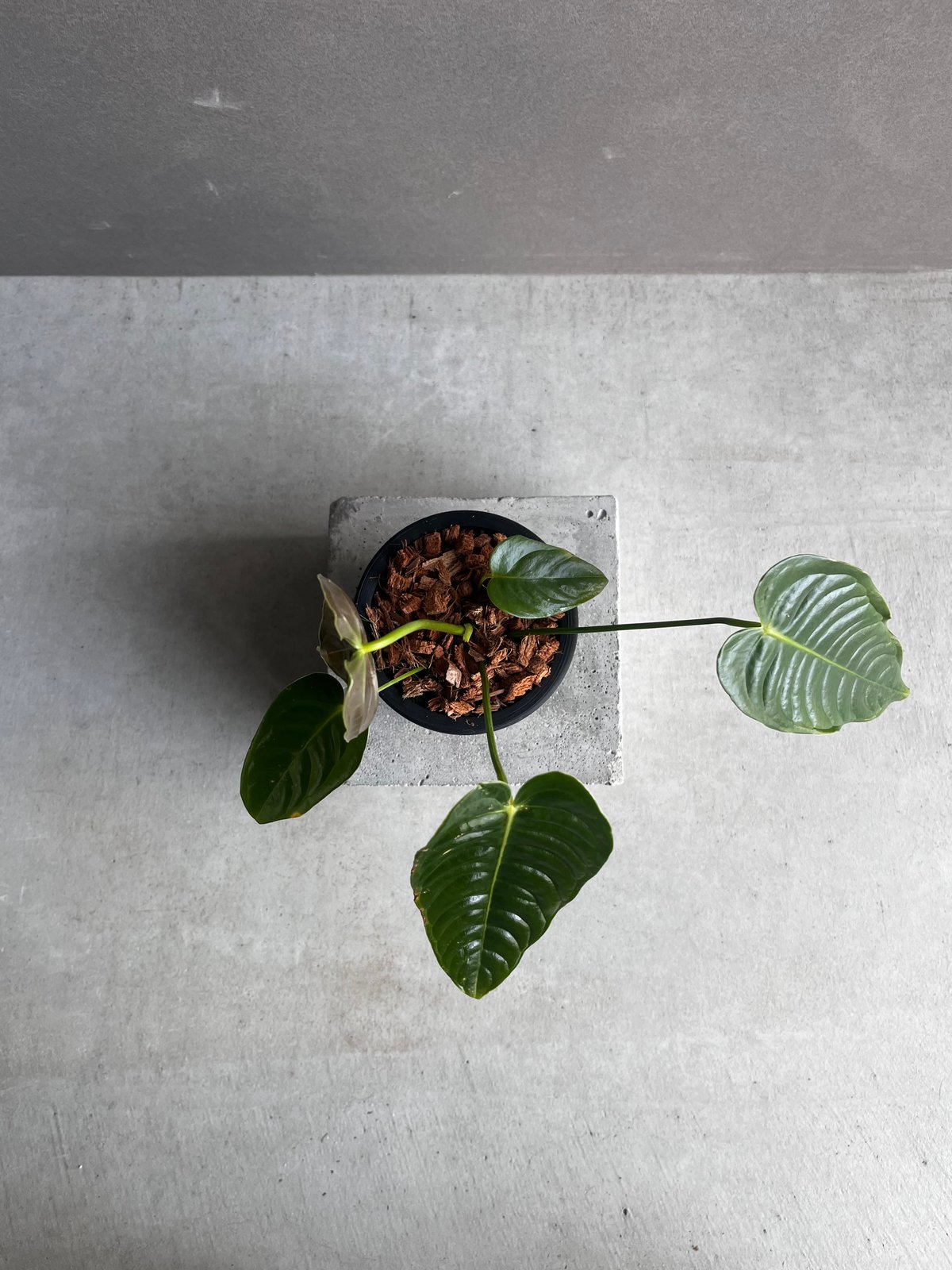 アンスリウム ベイチー 「Anthurium veitchii」96Y | SHOUCHIKUEN