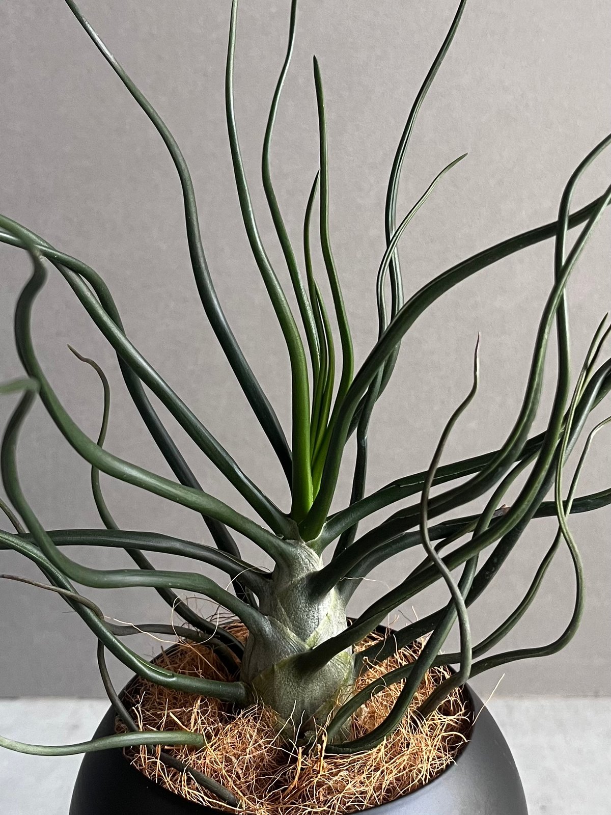 モ*オ様 レア⭐︎ チランジア　ブルボーサ　アルバ　エアプランツ 現品) チランジア ブルボーサ アルバ (No.21769) (エアー