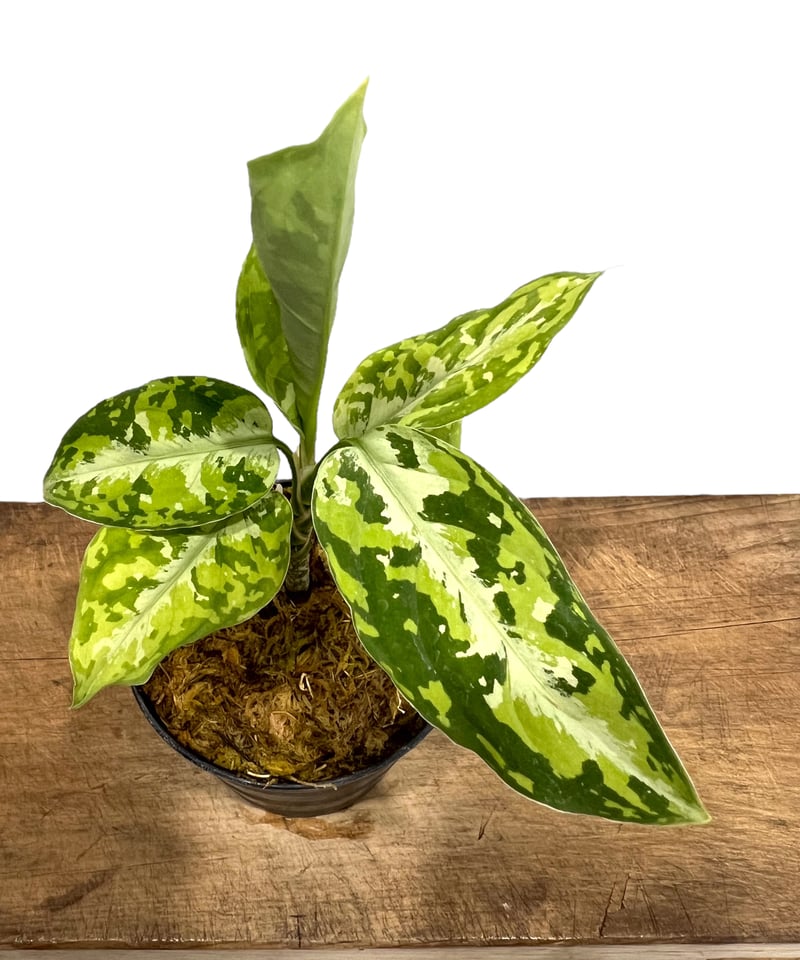 アグラオネマ ピクタム トリカラー「Aglaonema pictum tricolor」52J
