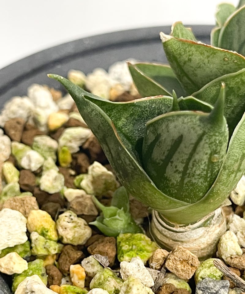 サンセベリア ミニ ローズ「Sansevieria Mini Rose (by Unyaman