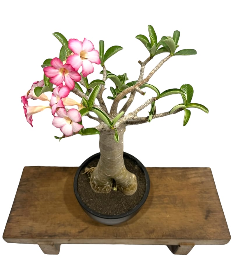 ZMAT様 専用】アデニウム アラビカム ゴジ バオバブタイプ ＋ V2ハック