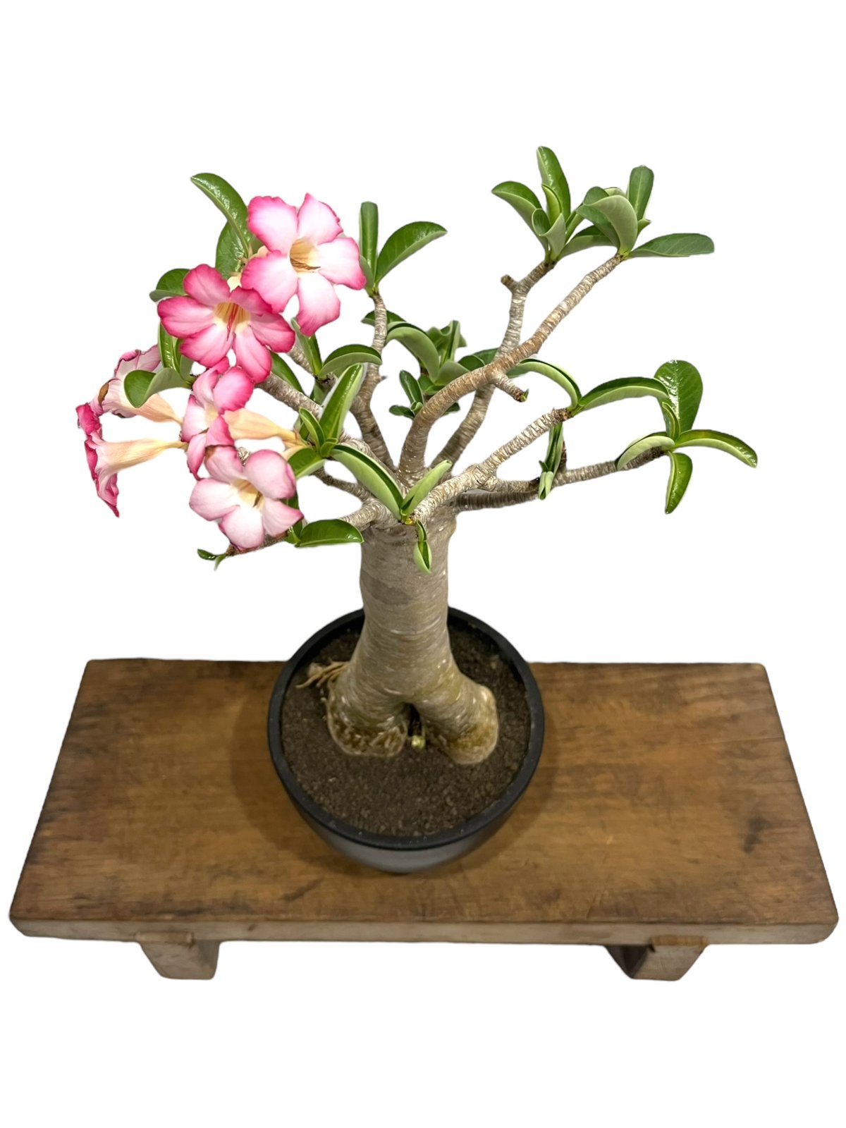 アデニウム アラビカム “バオバブ スタイル” 「Adenium arabicum “Baob